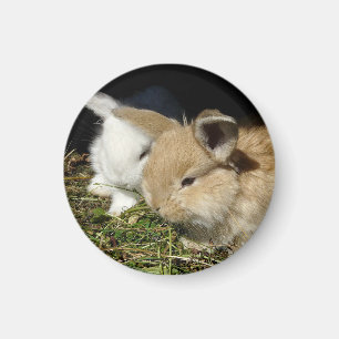 Cute little fluffy bunnies magnet
