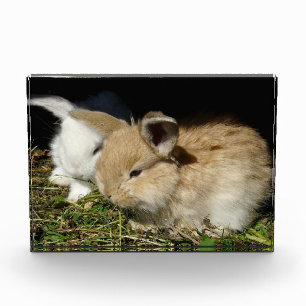 Cute little fluffy bunnies photo block