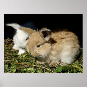 Cute little fluffy bunnies  poster