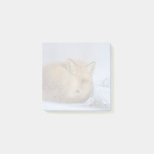 Cute Little Fox Curled Up Winter Photo Post-it Notes