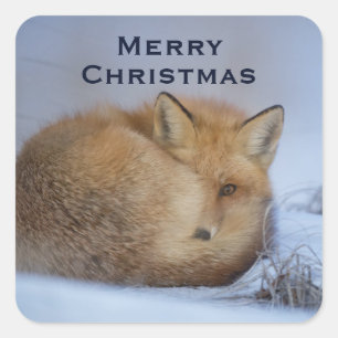 Cute Little Fox Curled Up Winter Photo Square Sticker