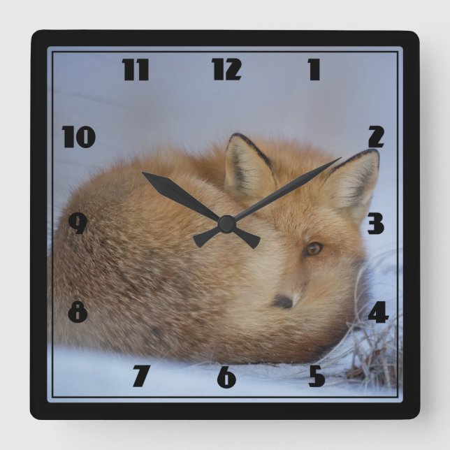 Cute Little Fox Curled Up Winter Photo Square Wall Clock (Front)