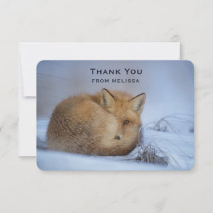 Cute Little Fox Curled Up Winter Photo Thank You