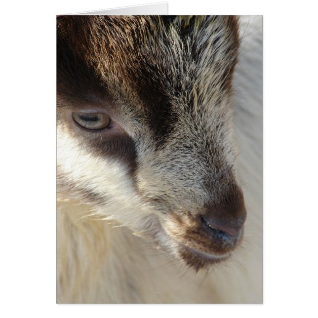 Cute Little Goat (Front)