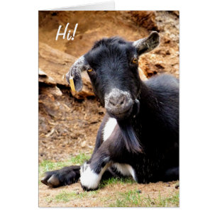 CUTE LITTLE GOAT Card