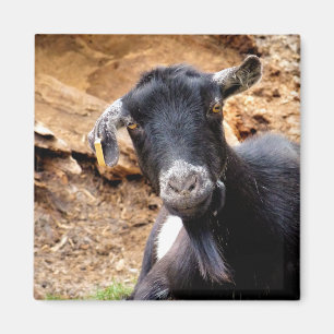 CUTE LITTLE GOAT MAGNET
