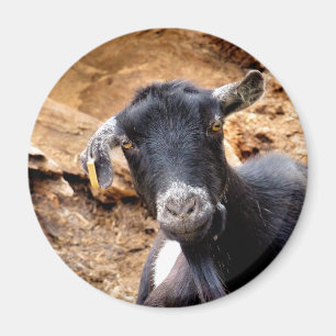 CUTE LITTLE GOAT MAGNET