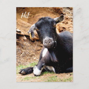 CUTE LITTLE GOAT POSTCARD