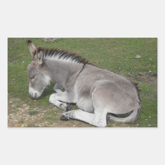 Cute Little Grey Donkey Baby Foal Sleeping Rectangular Sticker (Front)