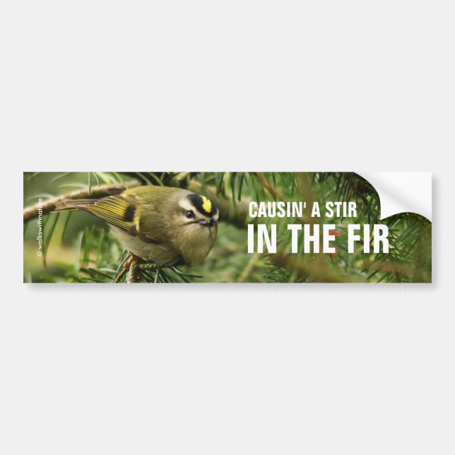 Cute Little Kinglet Causes a Stir in the Fir Bumper Sticker (Front)