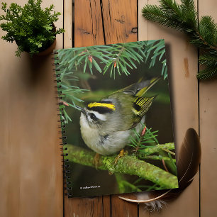 Cute Little Kinglet Causes a Stir in the Fir Notebook