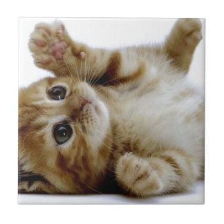 cute little kitten cat pet ginger tabby ceramic tile