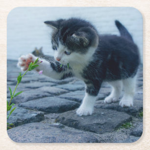 Cute Little Kitten Playing with a Flower Square Paper Coaster