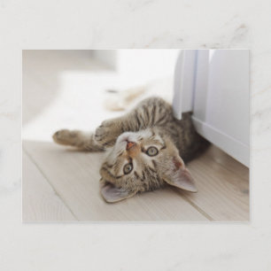 Cute Little Kitten Postcard