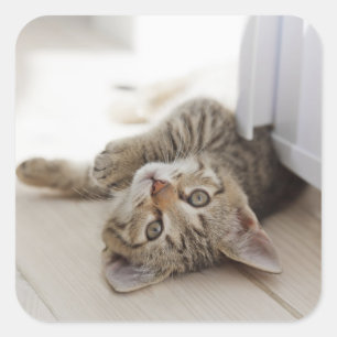 Cute Little Kitten Square Sticker