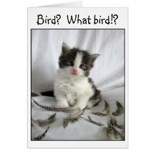 Cute little kitten with bird feathers card