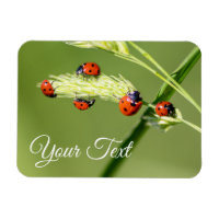Cute little ladybugs grant good luck and fortune!