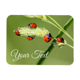 Cute little ladybugs grant good luck and fortune! magnet