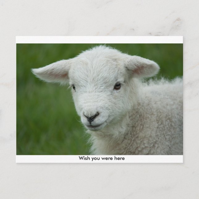 Cute Little Lamb postcard with message (Front)