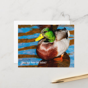 Cute Little Mallard Duck Postcard