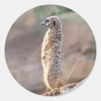 Cute Little Meercat Animal Nature Wildlife