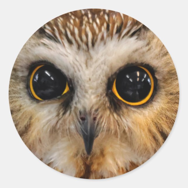 Cute Little Northern Saw Whet Owl Classic Round Sticker (Front)