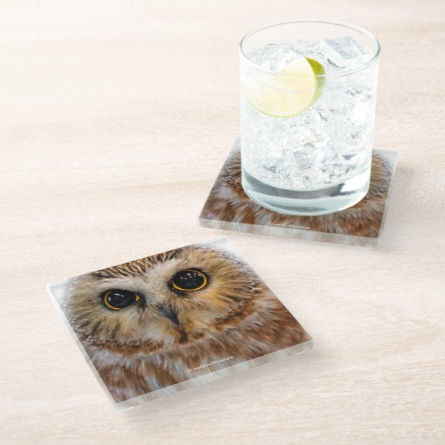 Cute Little Northern Saw Whet Owl Glass Coaster (Angled)