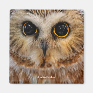 Cute Little Northern Saw Whet Owl Magnet