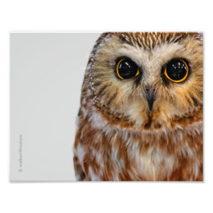 Cute Little Northern Saw Whet Owl Photo Print