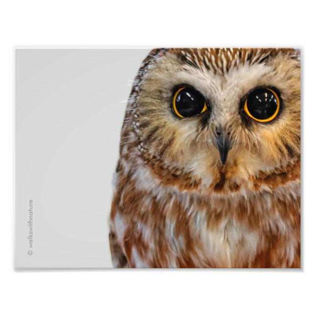 Cute Little Northern Saw Whet Owl Photo Print (Front)