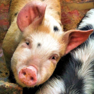 CUTE LITTLE PIG greetings card