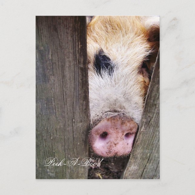 CUTE LITTLE PIG POSTCARD (Front)