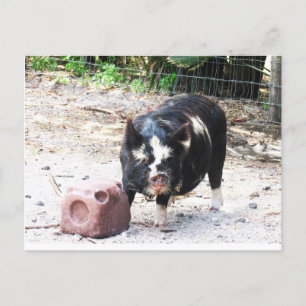 Cute Little Piggy - Farm Life Postcard