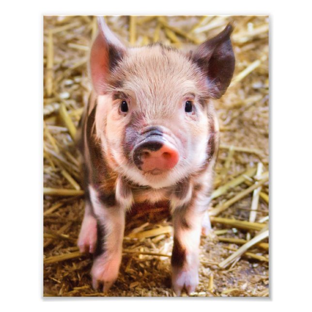 Cute Little Piglet Poster (Front)