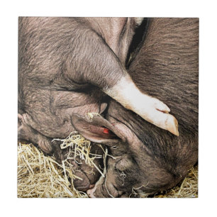 CUTE LITTLE PIGS CERAMIC TILE