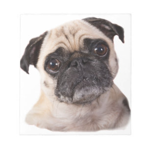 cute little pug dog notepad