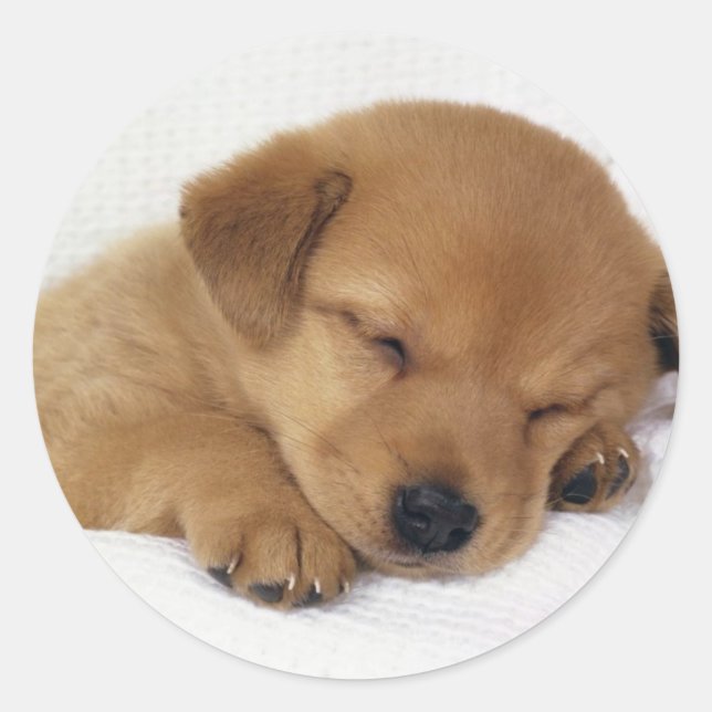 Cute little puppy classic round sticker (Front)