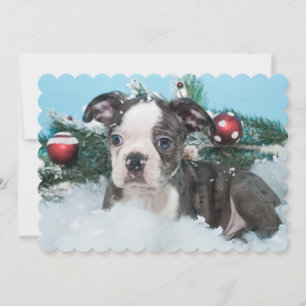 Cute Little Puppy Laying In The Snow