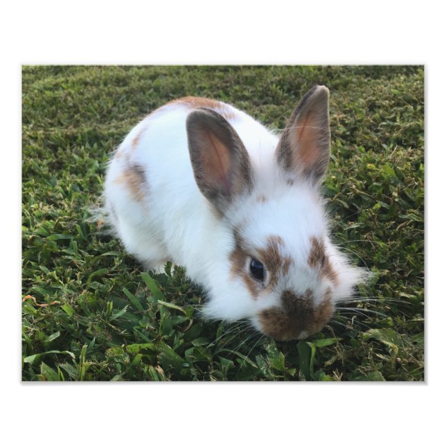Cute Little Rabbit in the Grass Photo Print (Front)