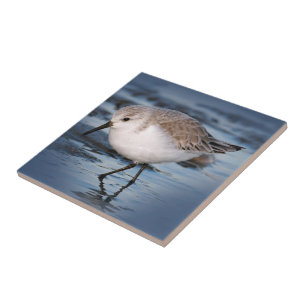 Cute Little Sanderling at the Beach Ceramic Tile