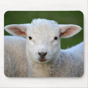Cute little Sheep Mouse Pad