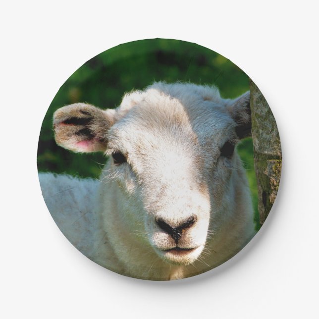 CUTE LITTLE SHEEP PAPER PLATE (Front)