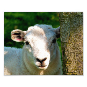 CUTE LITTLE SHEEP PHOTO PRINT
