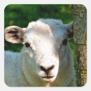 CUTE LITTLE SHEEP SQUARE STICKER