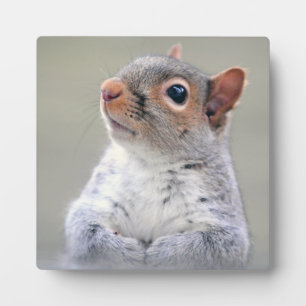 Cute Little Soft and Fluffy Grey Squirrel Plaque