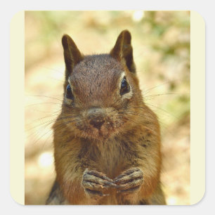 Cute Little Squirrel Animal Nature Wildlife Square Sticker