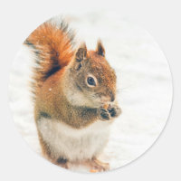 Cute Little Squirrel Eating Nuts
