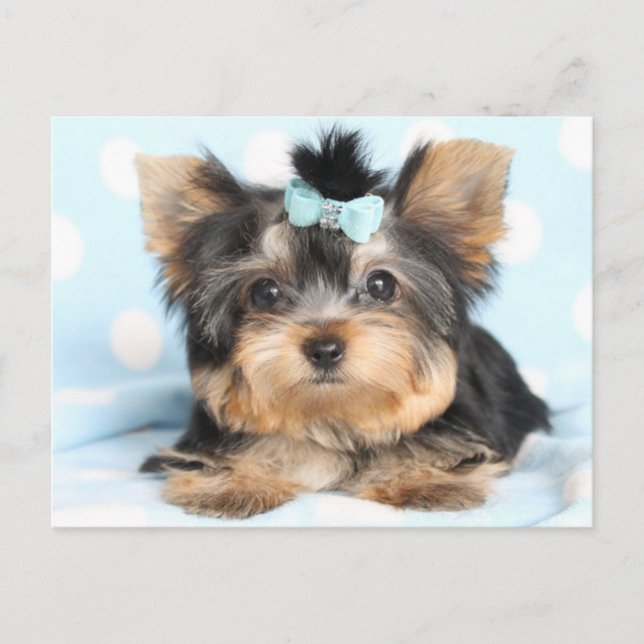 Cute Little Tiny Yorkie Pup design Postcard (Front)