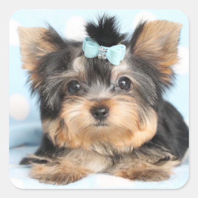 Cute Little Tiny Yorkie Pup design Square Sticker (Front)