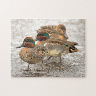 Cute Little Trio of Green-Winged Teals Jigsaw Puzzle